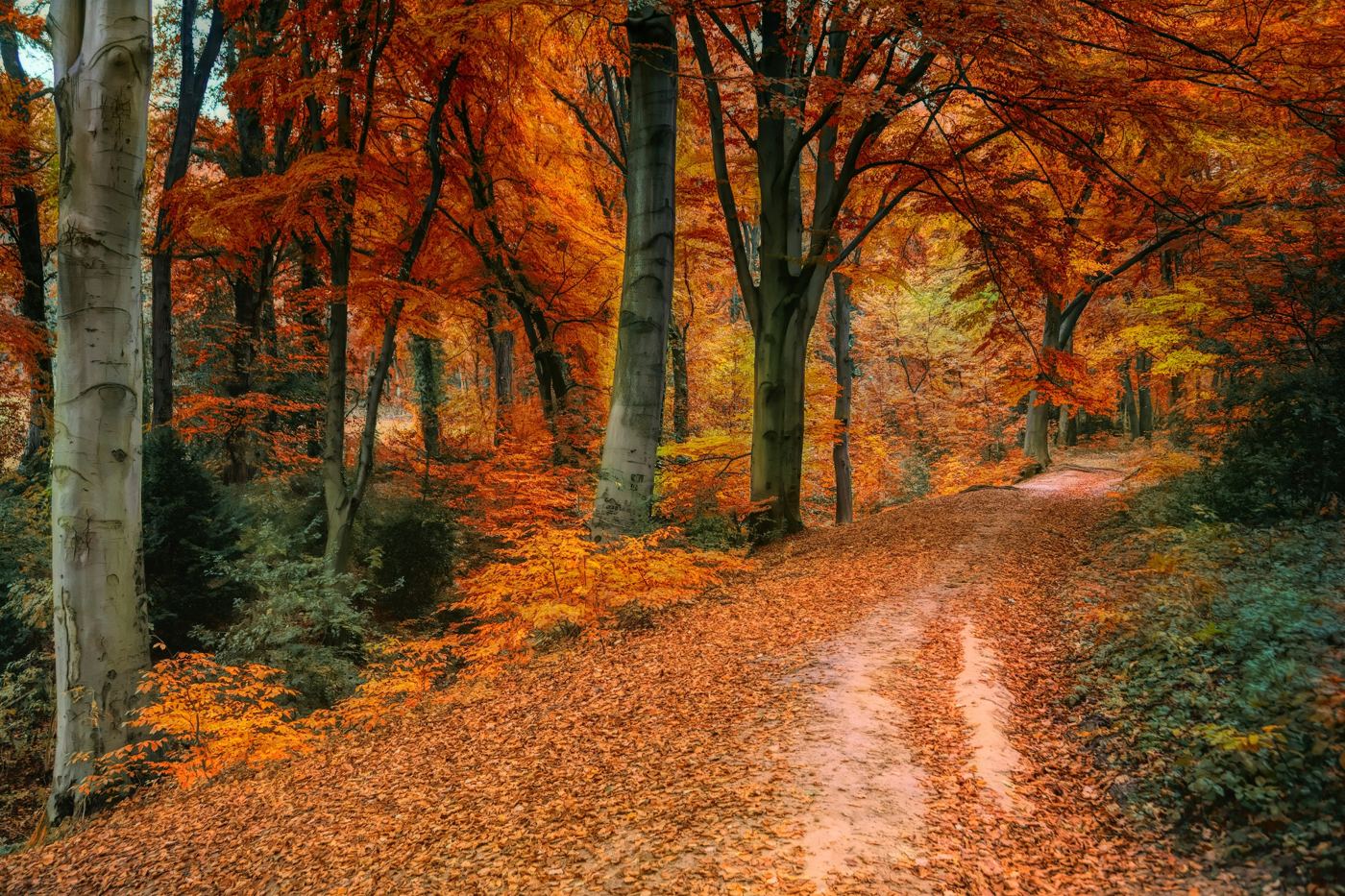 Golden autumn woodland path